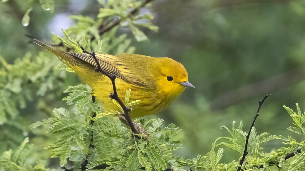 Yellow Warbler by Jim Gain