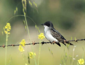 Eastern Kingbird Harold Reeve