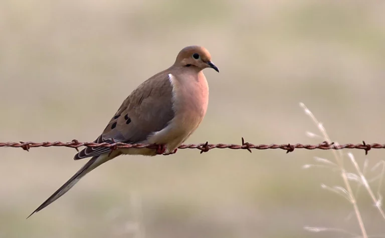 Mourning Dove by Jim Gain