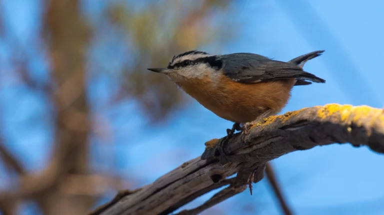 Red-breasted Nuthatch by Jim Gain
