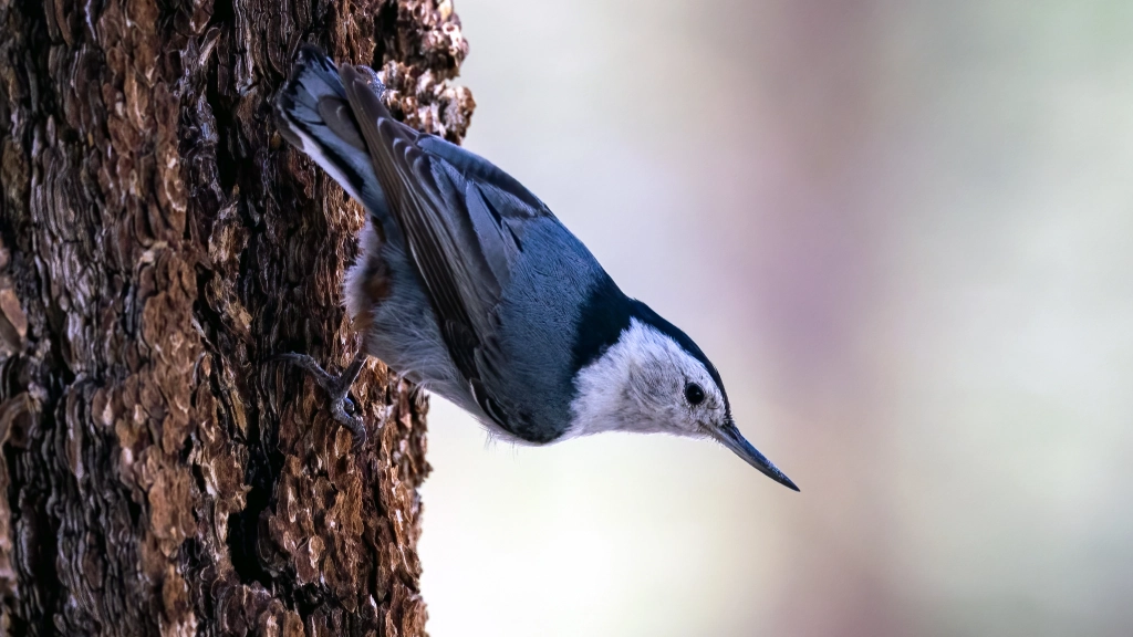 White-breasted Nuthatch by Jim Gain