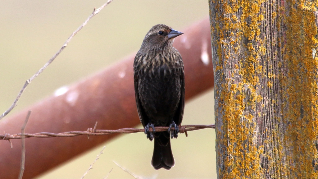 Female Red-winged Blackbird by Jim Gain