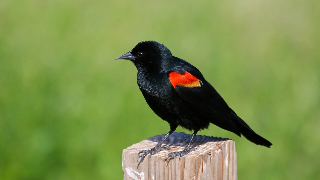 Red-winged Blackbird by Jim Gain