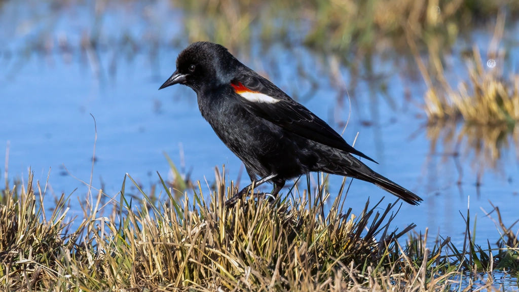 Tricolored Blackbird by Jim Gain