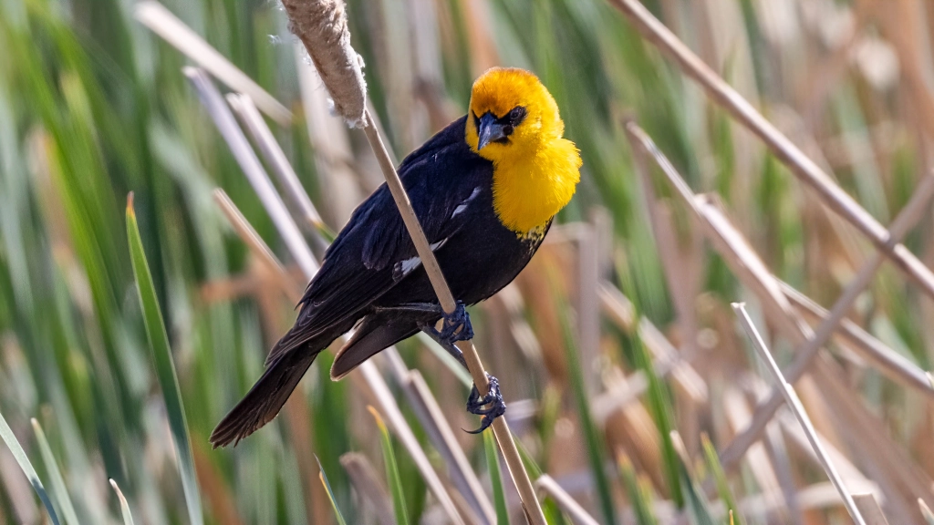 Yellow-headed Blackbird by Jim Gain