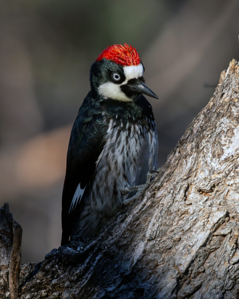 Acorn Woodpecker, female, by Jim Gain