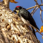 Acorn Woodpecker, male, by Jim Gain
