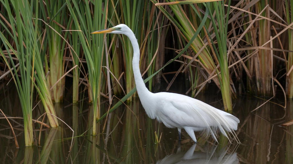 Great Egret by Jim Gain