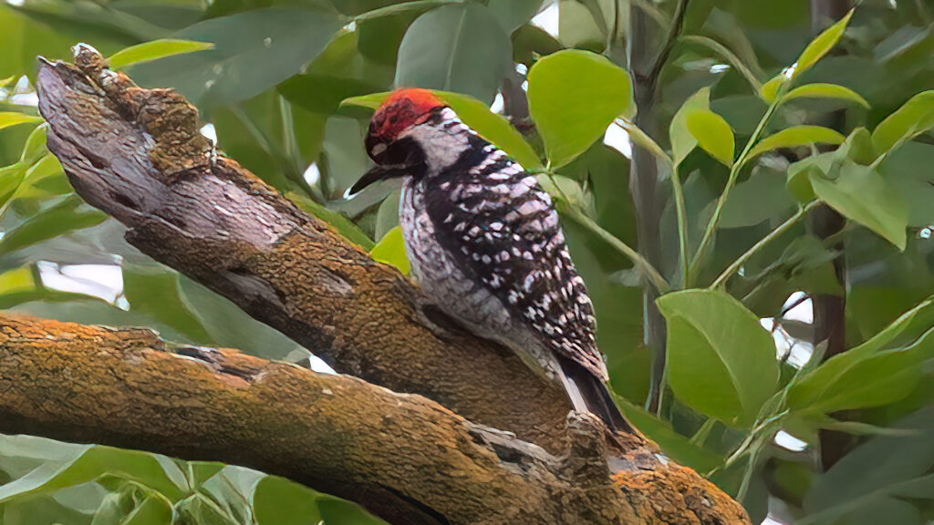 Nuttall's Woodpecker by Jim Gain