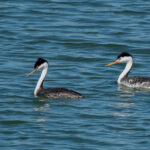 Western Grebe (l) and Clark's Grebe by Jim Gain