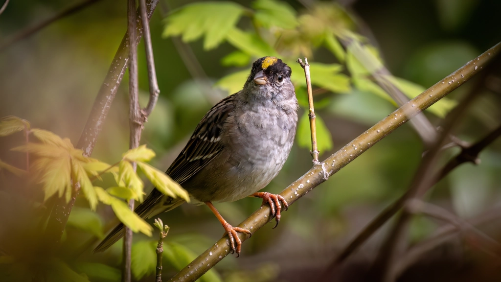 Golden-crowned Sparrow by Jim Gain