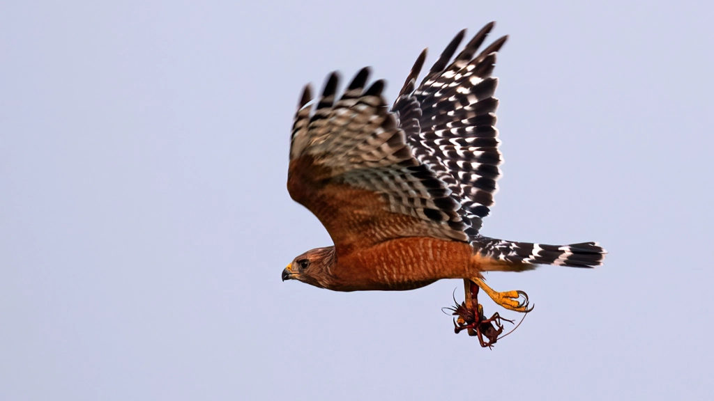Red-shouldered Hawk by Jim Gain