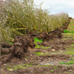 Uprooted almond orchard, Warnerville Road, eastern Stanislaus County