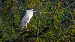 Black-crowned Night Heron one Gain
