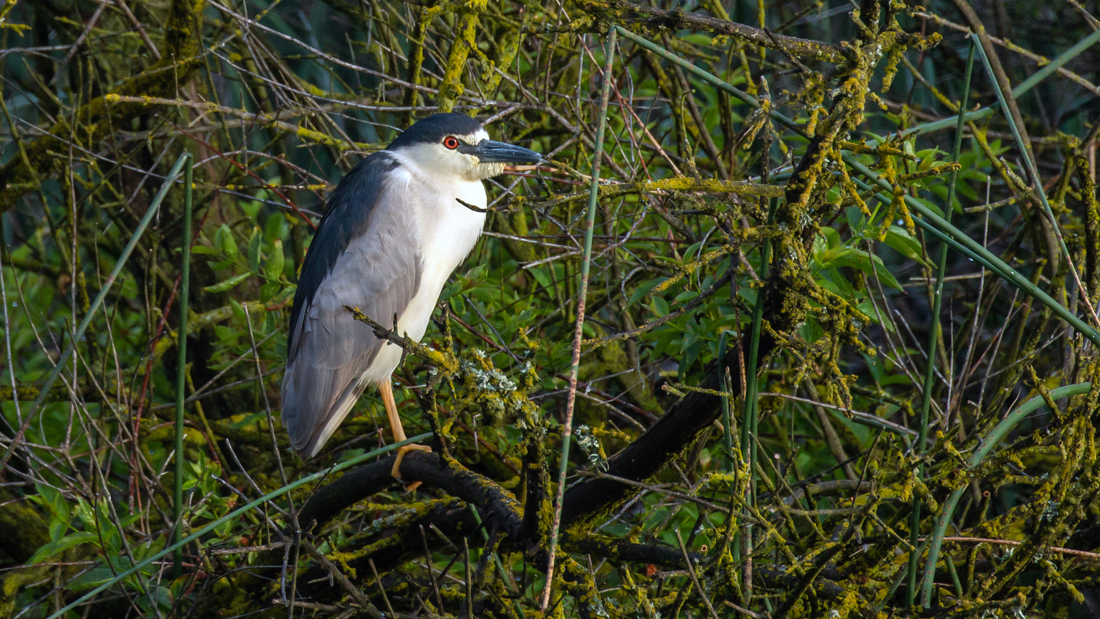 Black-crowned Night Heron one Gain