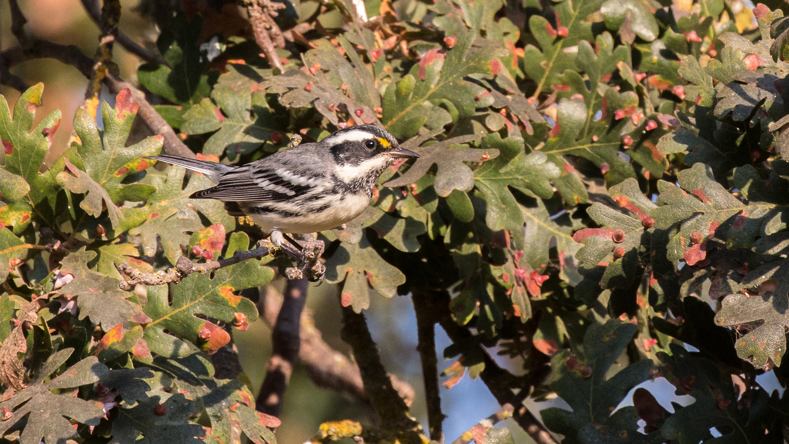 Black-throated Gray Warbler by Jim Gain