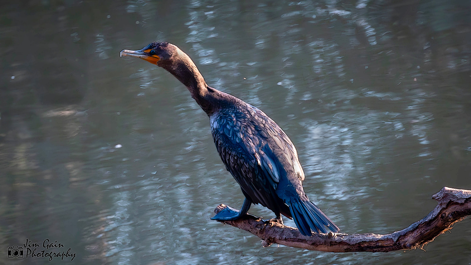 Double-crested Cormorant one Jim Gain