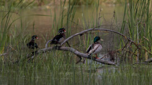 Mallard and Wood Ducks by Jim Gain