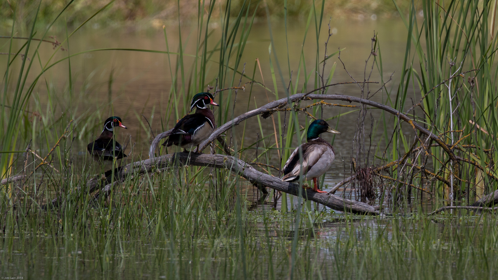 Mallard and Wood Ducks by Jim Gain