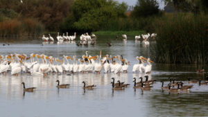 Pelicans and Geese