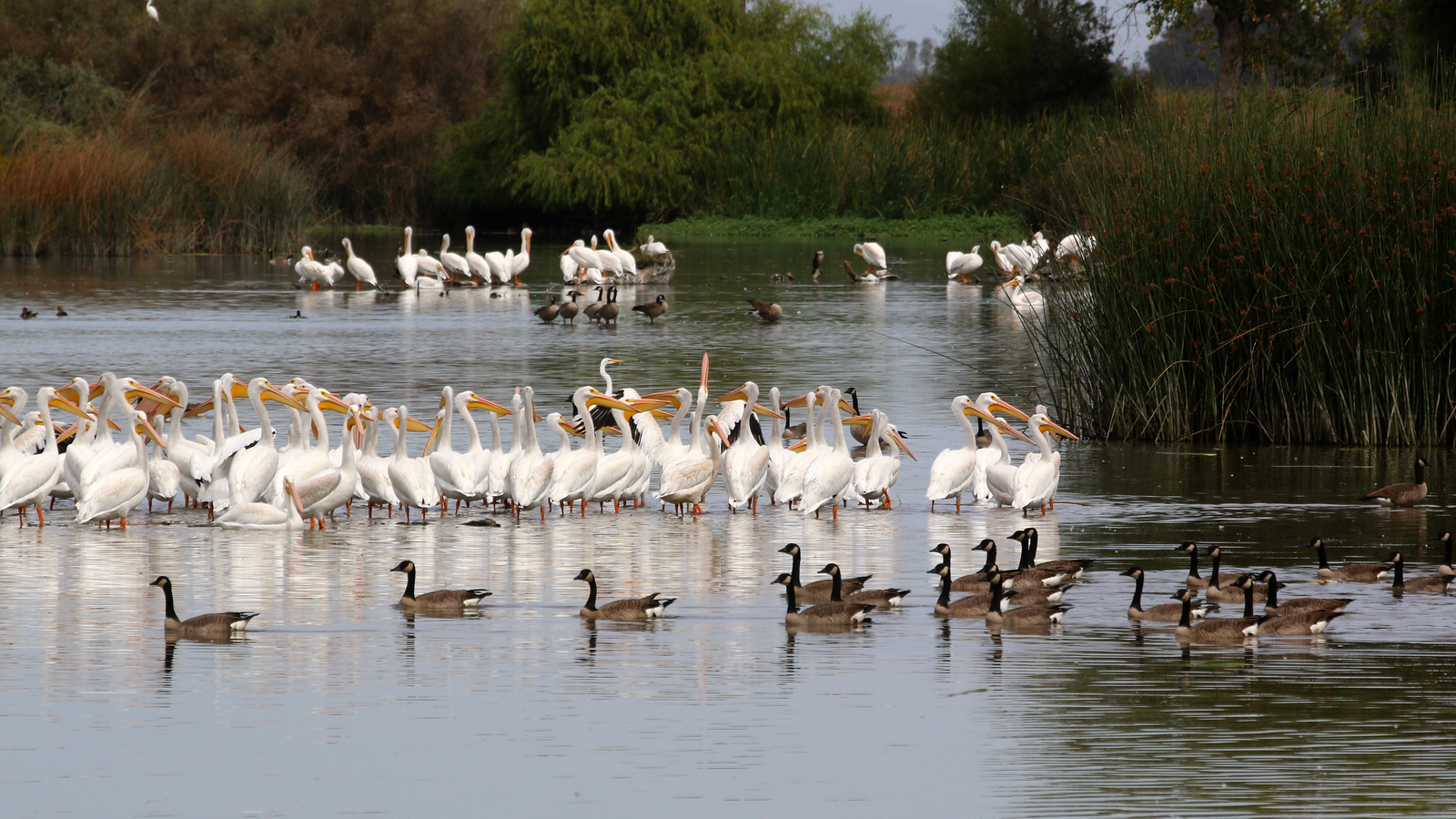 Pelicans and Geese