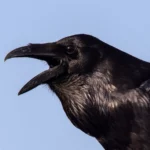 Common Raven by Jim Gain