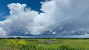 Wetlands two SJRNWR