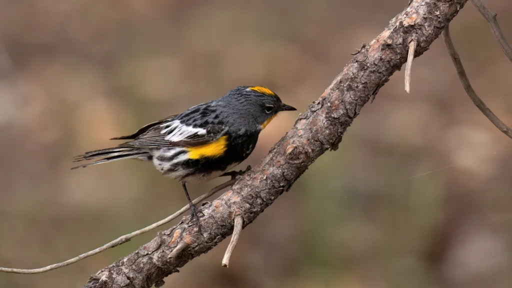 Learn 100 Common Valley Birds: Species #68/100