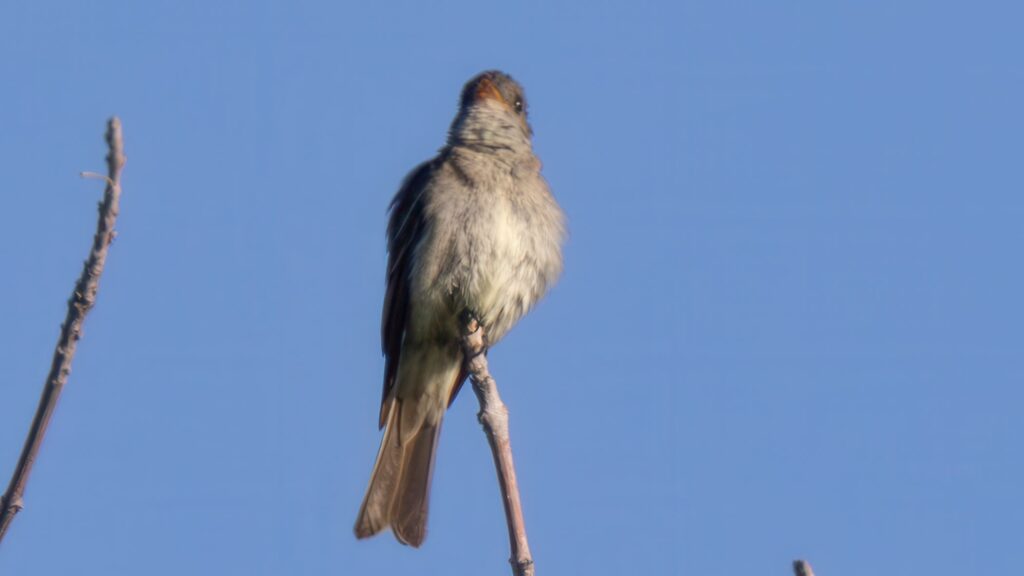 Eastern Wood-Peewee by Jim Gain