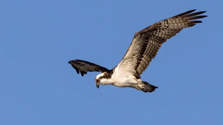 Osprey by Jim Gain