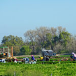 Stanislaus County farmworkers