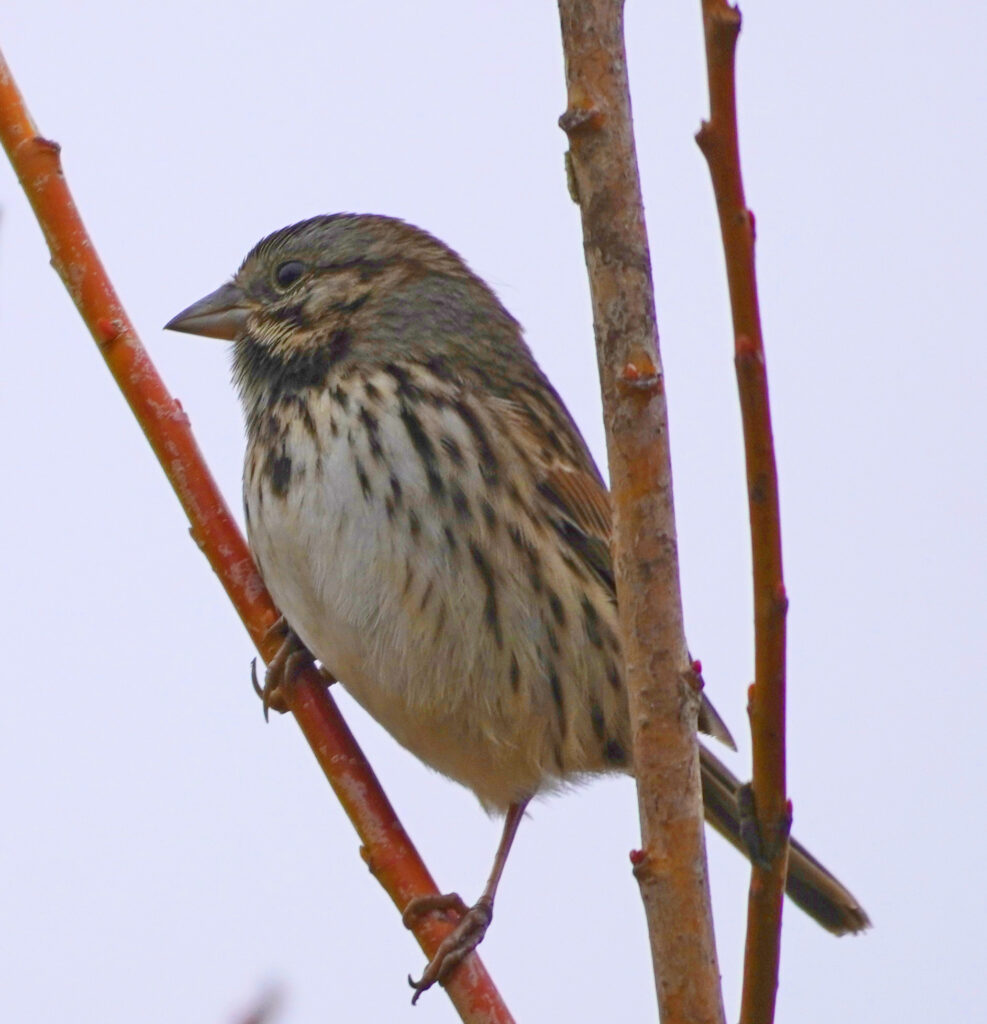 Song Sparrow at Faith