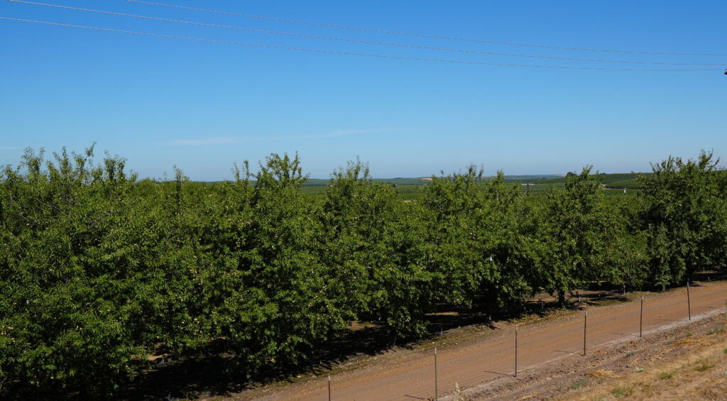 Almond Orchard Modesto Reservoir Ranch
