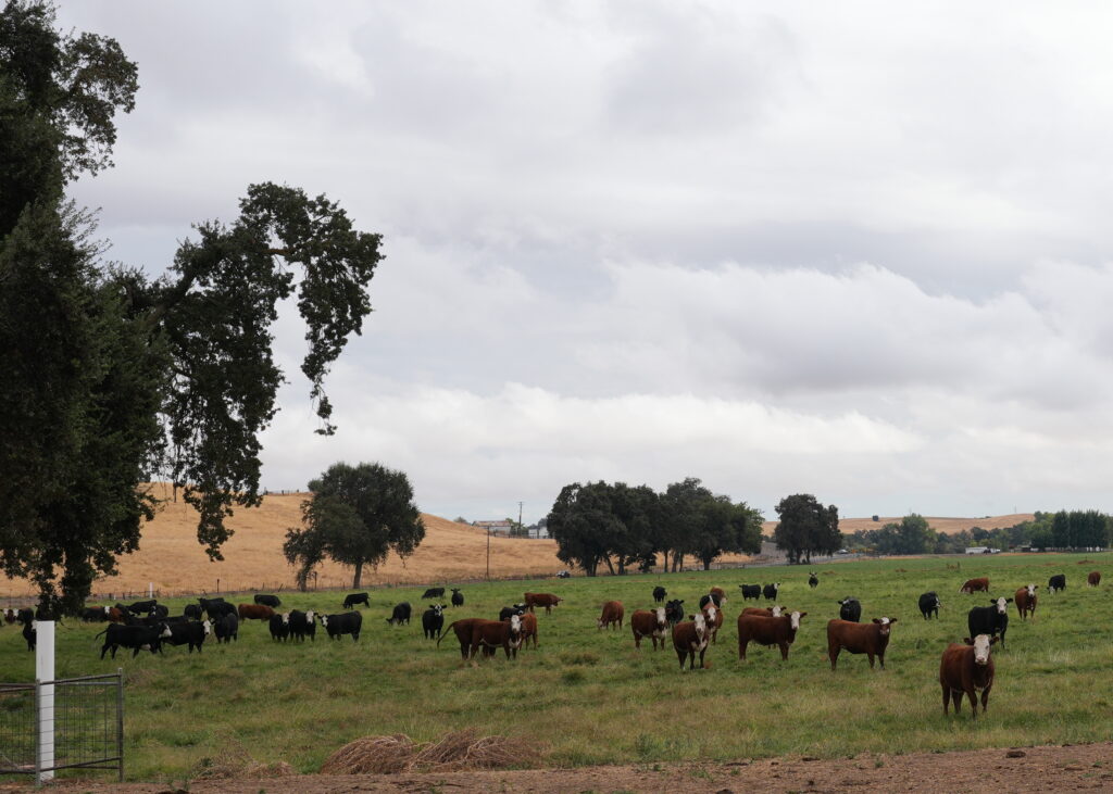 Rairden Rodoni pastureland looking east