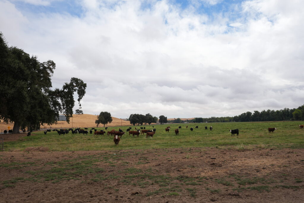 Pasture land on Rairden property near La Grange, California, October 2, 2025