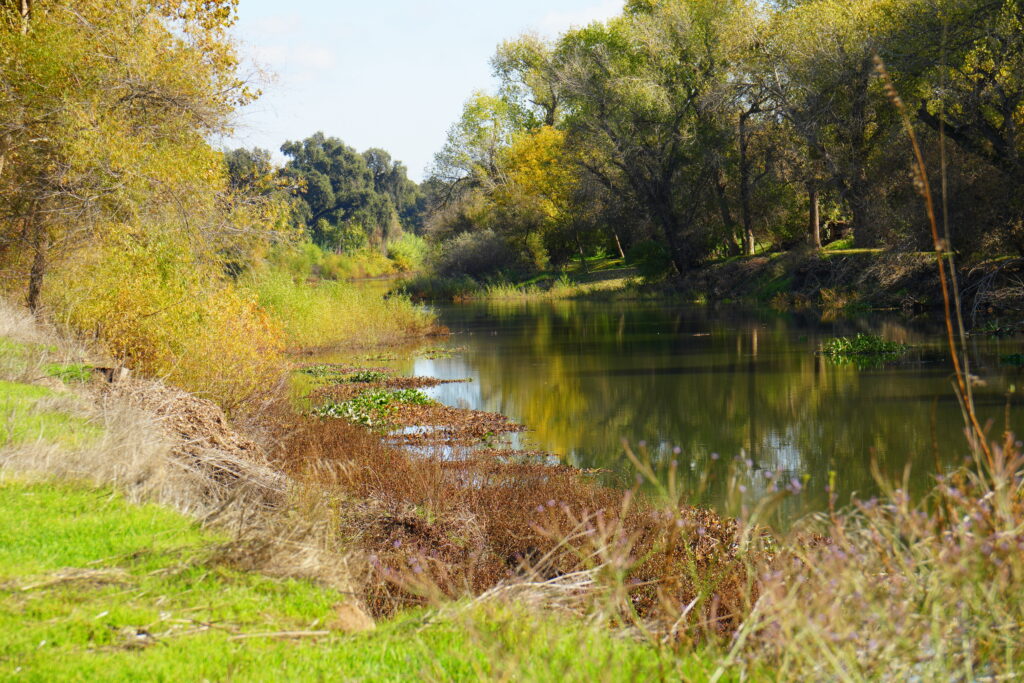 Tuolumne River at Legion Park, Modesto, November, 2025