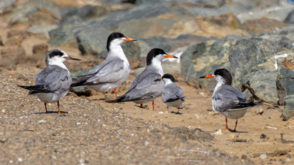Least Tern by Jim Gain, 18 June, 2026, Lodi CA