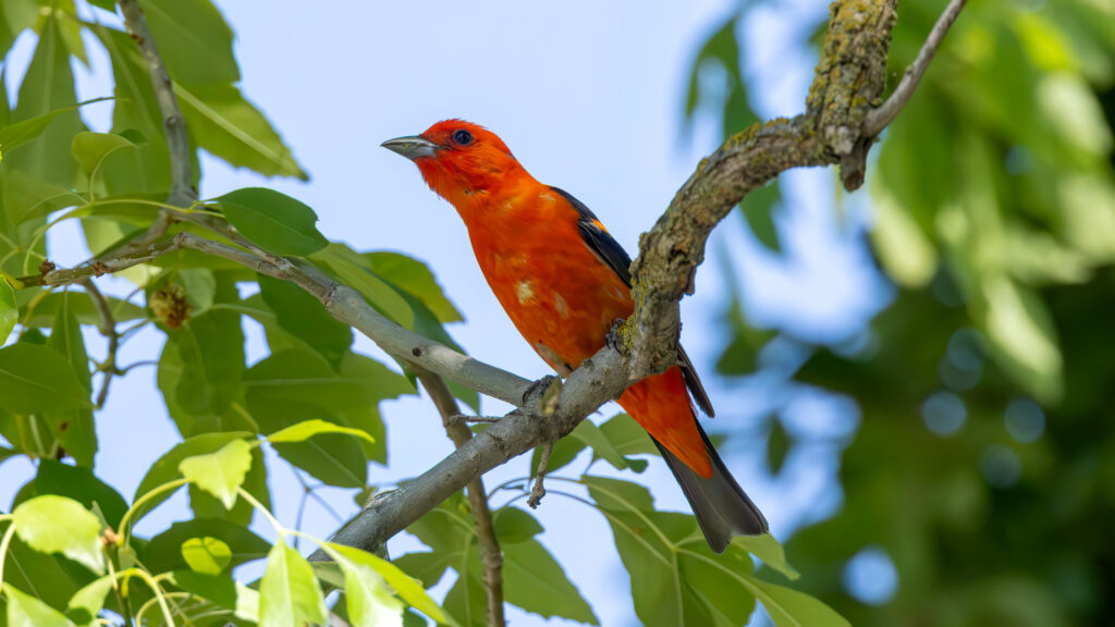 Scarlet Tanager by Jim Gain 18 June 2026 Modesto CA