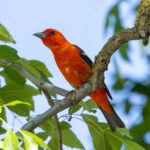 Scarlet Tanager by Jim Gain 18 June 2026 Modesto CA