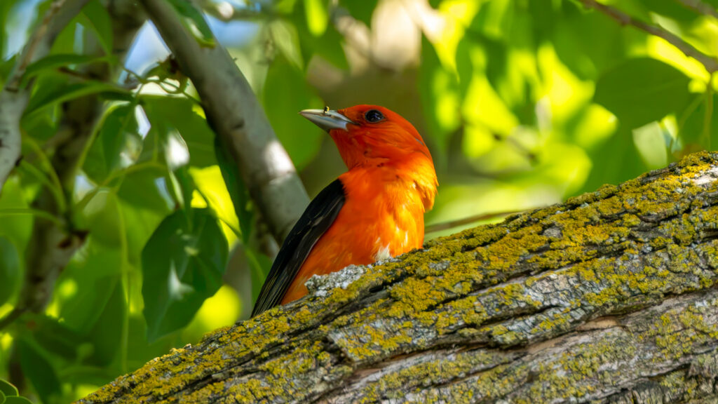 Scarlet Tanager by Jim Gain, 20 June 2026, Modesto, CA