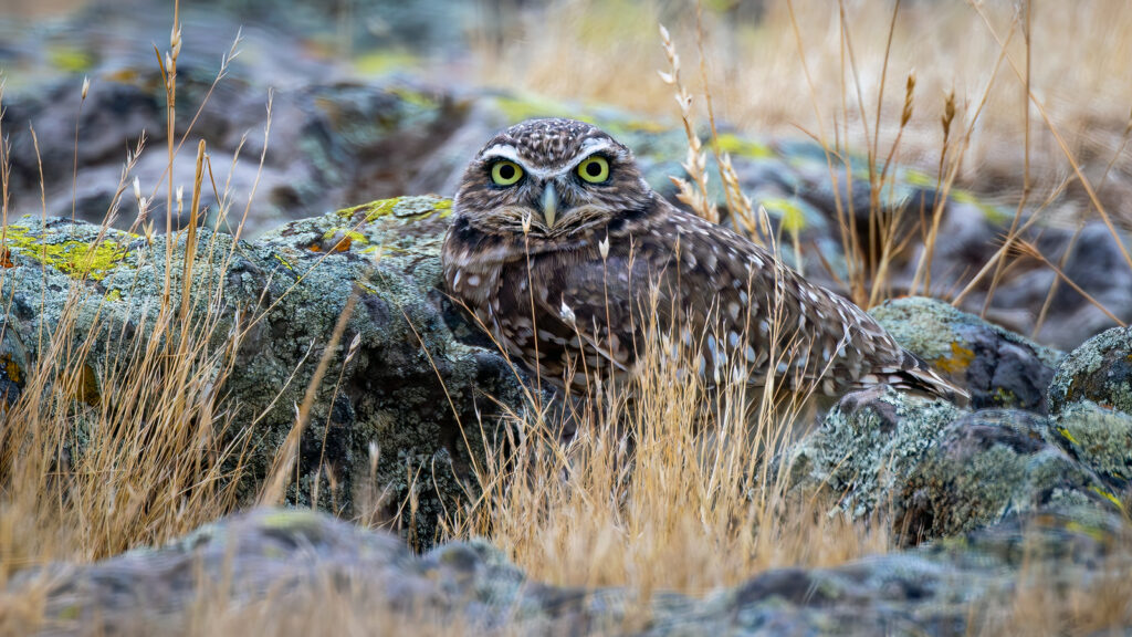 Burrowing Owl by Jim Gain