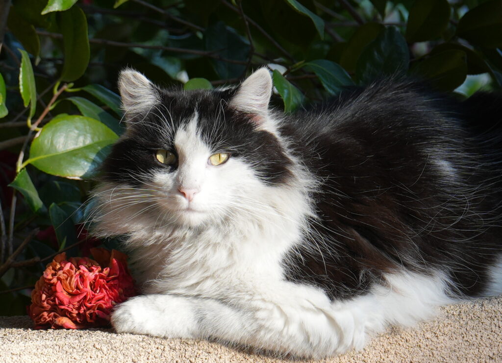 Neighborhood feral Modesto, CA