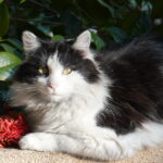 Neighborhood feral Modesto, CA