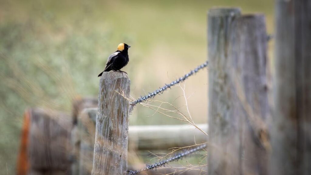 Bobolink