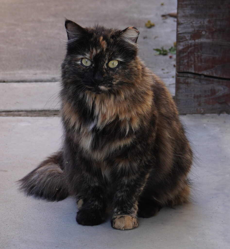 Neighborhood feral cat Modesto, CA 2025