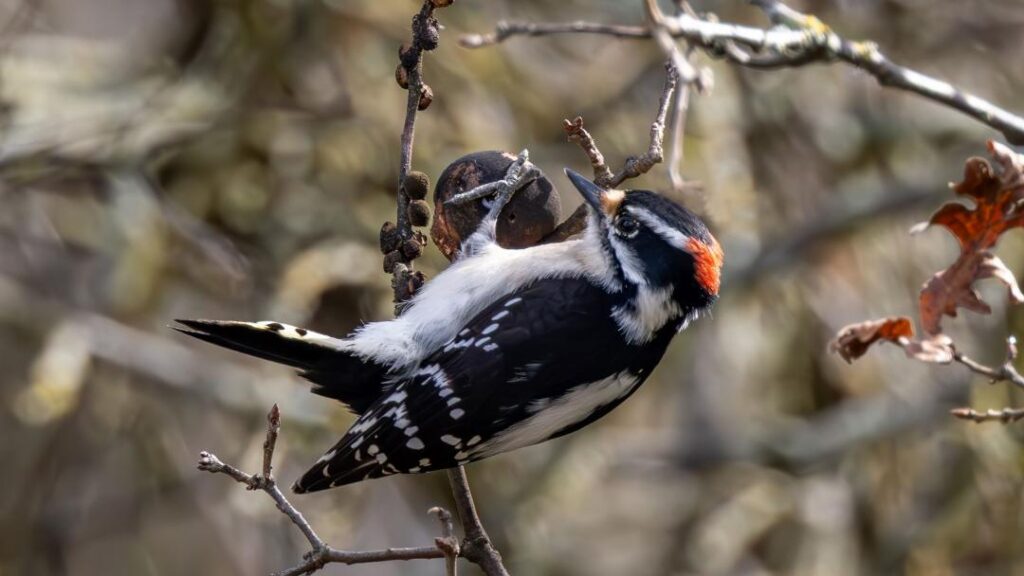 Downy Woodpecker by Jim Gain