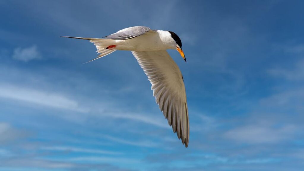 Forster's Tern by Jim Gain