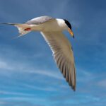Forster's Tern by Jim Gain