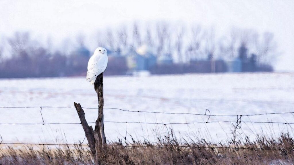 Snowy Owl by Jim Gain