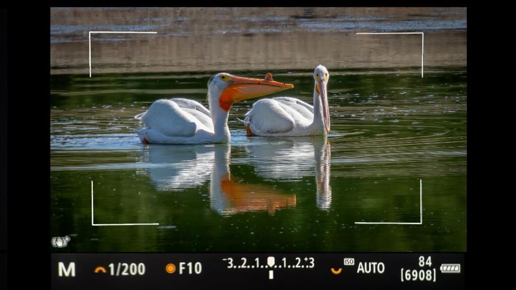 White Pelicans by Jim Gain